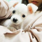 ☆★우리집 강아지 떡실신 >< ☆★