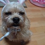 ♥나도한번 개(犬)판을♥