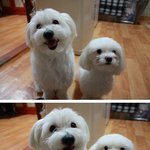 [개판]개훈훈한 꼬추★<b>상추</b>를 소개합니당(사진多.多)