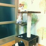 ★☆★<b>울</b><b>집</b> 고양이 카루를 소개합니당★☆★
