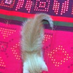 사람같은 우리집 고냥이 니나를 소개합니당!!