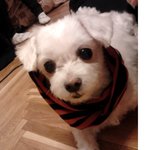 ★★개판(사진有)★ 이것이진정한 <b>개동안</b> 70세우리집 할머니 재순이♥"