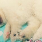 여우?고양이?곰?물개?햄스터? 정체는 바로........ 강아지...