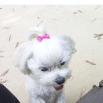 <<개판>> 우리집 개 이름은 '김멋쟁씨' 입니다(스크롤<b>압박</b>주의)