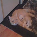 [고양이판]  두자매의 고양이 일기 !스압주의!