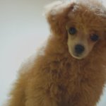 ★★미모쩌는 우리 강아지 ★★ 사랑해 몽아