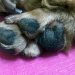 <b>사진</b>有)강아지<b>발</b>질문인데용ㅠㅠ