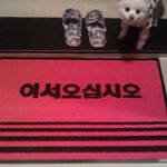★★★사진 有)  우리집 구찌를 소개합니다★★★
