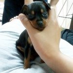 ((사진 무지 많이 有))  우리집 악동 3총사 강아지를 소개합니당