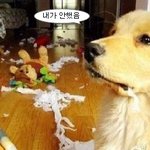 억울하고 불쌍한 표정이 귀여운 <b>동물</b>들
