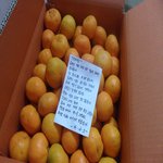 ○●○● [<b>사진</b>有] <b>저</b>는 농약귤 입니다 ○●○●