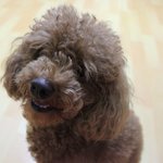 ★★★미모종결자 강아지, 피치를 소개합니다!!!!★★★★