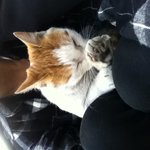 [사진有]길냥이 처음으로 보호<b>소로</b> 안전하게 보냈어요!