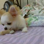 [개판] 넘넘 예쁜 울집 공주님 <b>앵두</b>를 소개합니다 ^.^