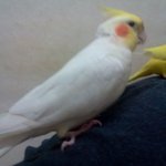 (수정)<b>새똥</b>녀 ※혐오주의※사진有