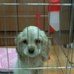 우리 집 人犬 장군이를 소개할게용 +_+ (사진有느님 ) 스압주의