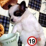 ★★★★★★사진有) 똥강아지의 털빨(<b>동일</b>犬 맞나요..?) ★★★★★★