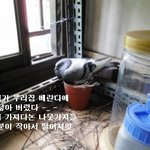(사진)비둘기가 베란다에다 알낳앗어요 -_-