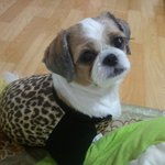 [개판임] 사진有有 사람빙의한 <b>몽이</b> ㅋㅋㅋㅋㅋㅋㅋㅋ