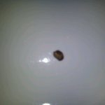 ★★★제가 우유를 먹다가 <b>돌이</b> 나왔어요 !!!  사진 有