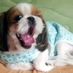 ★★★저희집 강아지 <b>현</b>이달이를 소개합니다★★★