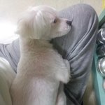 사진有 평범한우리집머리하얀<b>짐승</b>이야기