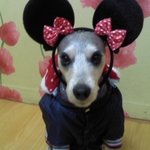 犬판판판!!사진 有 )) 나도 멍멍이판!!!!
