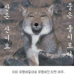 모든 걸 해탈한듯한 표정의 <b>동물</b>들