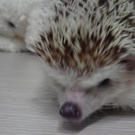 사진有)나도 도치판 따라해봄 ★★★★★★★★★★★★★