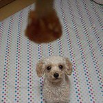 우리 집 귀여운 강아지 묵이 핳!