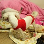 개판!! (사진有) 섹시한 강아지들을 소개합니다!!!!!!!