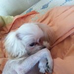 12월30일 인천 <b>동구</b>지역 강아지를 찾습니다 꼭좀 읽어주시기 바랍니다...