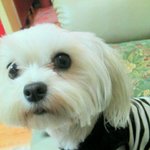 강아지를 찾습니다ㅠㅠ