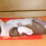 귀엽게 잠을 자는 <b>애완</b> 동물 모음
