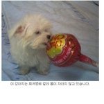 ★☆★분양받은 강아지가 희귀병에 걸렸습니다[사진有]★☆★