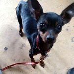 ★★★(개판 사진有) 안보면 후회할껄?하치의 일상!!★★★★