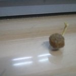 ※※※※저희집강아지<b>사료</b>에서 (사진有)※※※※