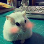 우리집 귀염둥이> <