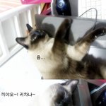 ★★★ <b>고냥</b>이판 !! 안보면 후회한다 쿵짜라쿵짝 ★★★