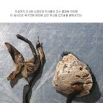 (쪼끔혐오)원시인시체가발견되다!!★★★