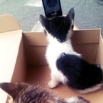 ♥묘판,고양이판♥ (※약간스압주의)  <b>야옹</b>ㅇ오옹