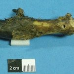 괴물 손가락 화석 , '예티' 실존여부확인