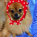 견판◇◆사진有<b>재석</b>)우리집 망나니소개함◆◇스압주의