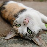 혹시 길고양이에 대해서 알고 계십니까?