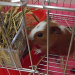 (돼지쥐 판)★귀여움주의★저희집 기니피그 <b>보보</b>,모모를 소개합니다!