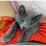 <b>김</b>먹는 냐옹씨..^^ 누워자는 냐옹씨..^^남의 서방 품에 앵겨...