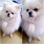 ★☆★☆★☆★☆포메라이언 부&amp; 슌스케 따라하다가.........☆★☆★☆★☆★
