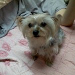 강아쥐 사랑하시는분들 ㅠㅠ도와주세요 ㅠㅠ