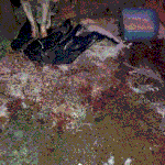 (동물 학대 관련)저희 <b>복실</b>이가 아파요.. 도와주세요...