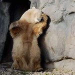 [새해] <b>로즈</b>말이의 새해인사